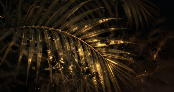 Reading, Not Prophecy: Why Palm Lines Map Your Current Permissions, Not Your Future